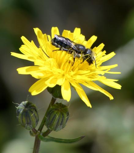 Osmia latreillei